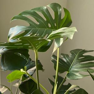 Meet your Posher, Phuong